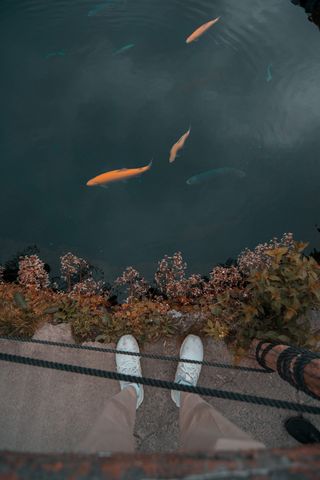 鱼，动物，锦鲤，鲤鱼，水，水生，金鱼，人类