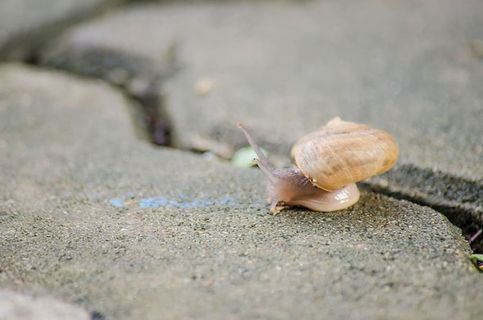 蜗牛慢行