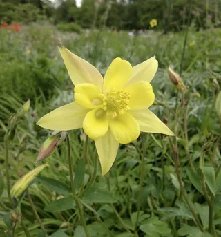 aquilegia、columbine、yellow、bloom、bloom、flower、hahnenfußgewächs、plant