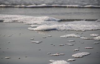 动物，鸟，泡沫，自然，德国，圣彼得奥丁，沙，海