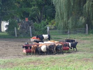 美国，斯特林，罗塔春季冰淇淋，夏季，新英格兰，树木，栅栏，大门