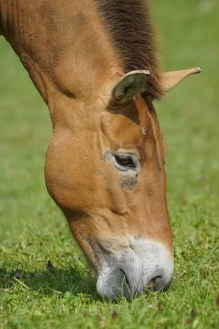 普氏野马牧场放牧食用哺乳动物普氏野马一种动物