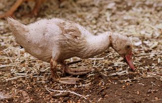 费率，食物，鸟类，肮脏，丑陋，动物，动物主题，鸟类