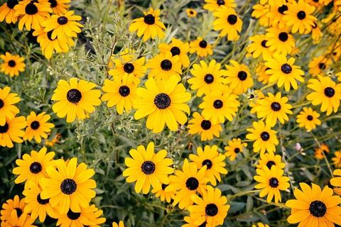 夏天草地上开着美丽的黄花