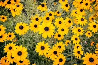 夏天草地上开着美丽的黄花