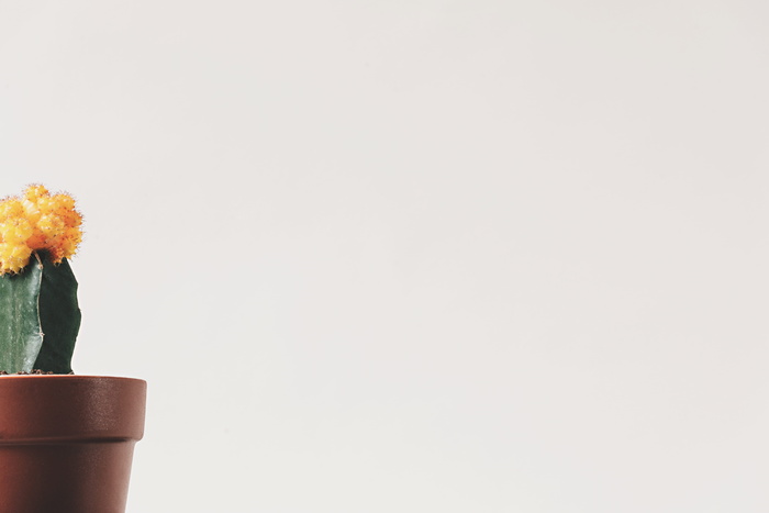 花卉、花盆、仙人掌、刺、绿色、复制空间、室内、植物