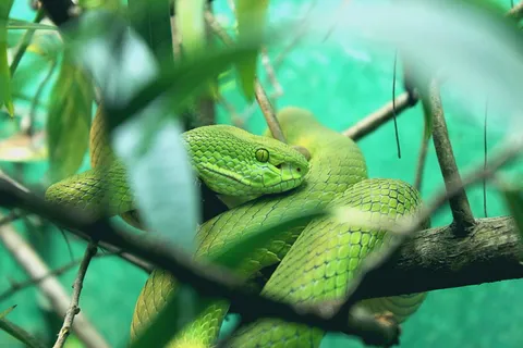 蛇, 树, 丛林, 动物园, 异国情调, 动物, 动物主题, 野生动物 蛇, 树, 丛林, 动物园, 异国情调, 动物, 动物主题, 野生动物