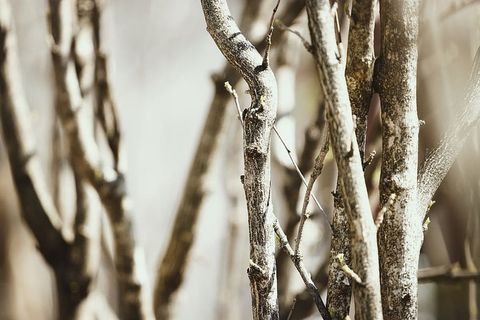 树，植物，树干，自然，桦树，动物，结构，库存