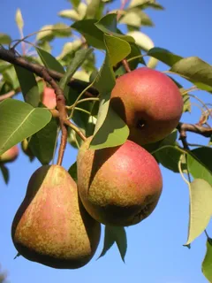 梨子,丰收,成熟,新鲜,香甜,美味,树,常 梨子,丰收,成熟,新鲜,香甜,美味,树,常