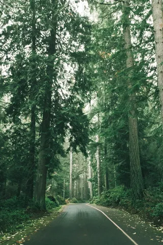 塔科马、drive、forest、green、park、point Defeance、Evernative、tree