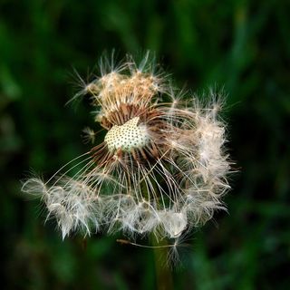 种子，蒲公英，植物，自然，植物区系，绿色，自然，存在