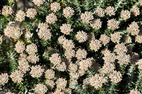 植物群，南非，西开普省，多汁，灌木，抗旱，植物，花