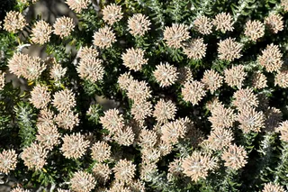 植物群，南非，西开普省，多汁，灌木，抗旱，植物，花