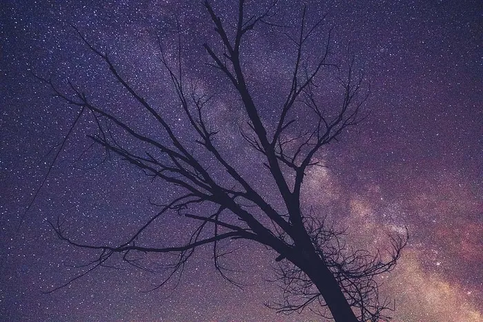 无叶树，星夜，剪影，光秃秃的，树，紫色，星夜