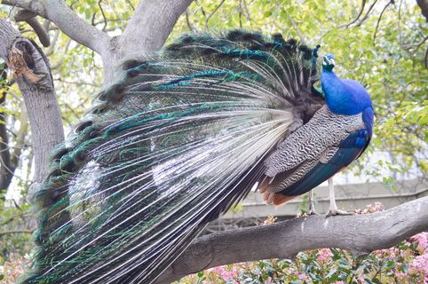 鸟，动物，孔雀，阿卡迪亚，洛杉矶县植物园，羽毛，洛杉矶，孔雀羽毛