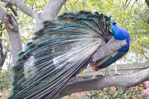 鸟，动物，孔雀，阿卡迪亚，洛杉矶县植物园，羽毛，洛杉矶，孔雀羽毛