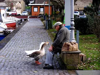 鹅，对话，情侣，建筑，鸟，脊椎动物，一个人，一天
