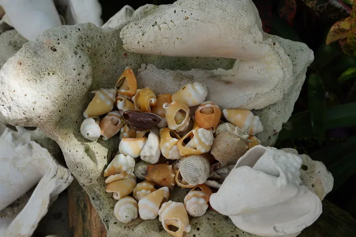 贻贝，白色，海滩，假日，自然，贻贝壳，特写，蘑菇