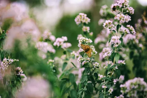 花园里的花、水果和蔬菜 花园里的花、水果和蔬菜