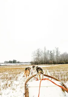 白色天空下的黑色和棕色短毛狗