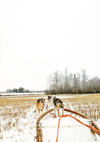 白色天空下的黑色和棕色短毛狗