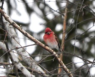 加拿大, 哈蒙德, 冬天, 紫雀, 羽毛, 鸟, 芬奇, 分支机构