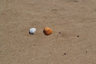 贝壳，沙，海，海，海滩，沙，海洋，海滩，球，天