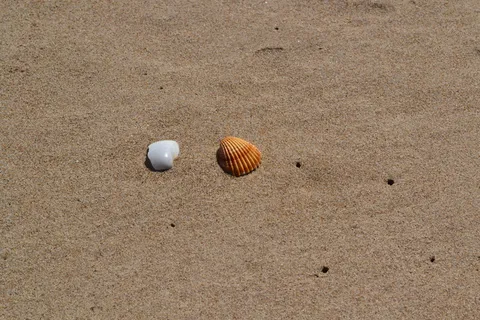 贝壳,沙,海,海,海滩,沙,海洋,海滩,球,天 贝壳,沙,海,海,海滩,沙,海洋,海滩,球,天