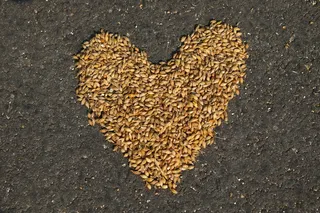 谷物、收获、农业、自然、大田作物、夏季、谷物、食品