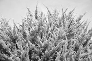 云杉，黑白照片，树脂，针叶树，灌木，植被，植物，生长