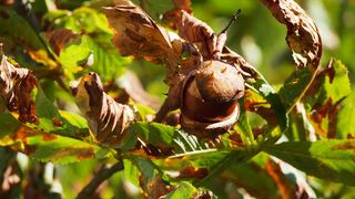 栗子，树，自然，秋天，栗子树，栗子叶，刺，叶