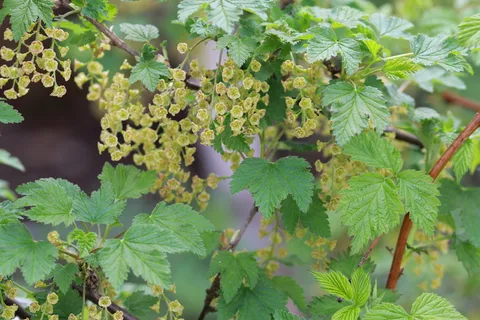 春天,醋栗,自然,绿色,开花,生活自然,黑醋栗,花园 春天,醋栗,自然,绿色,开花,生活自然,黑醋栗,花园