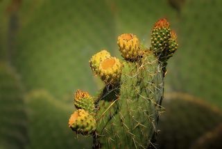 仙人掌花，仙人掌，棕榈，自然，仙人掌，刺，植物，自然之美