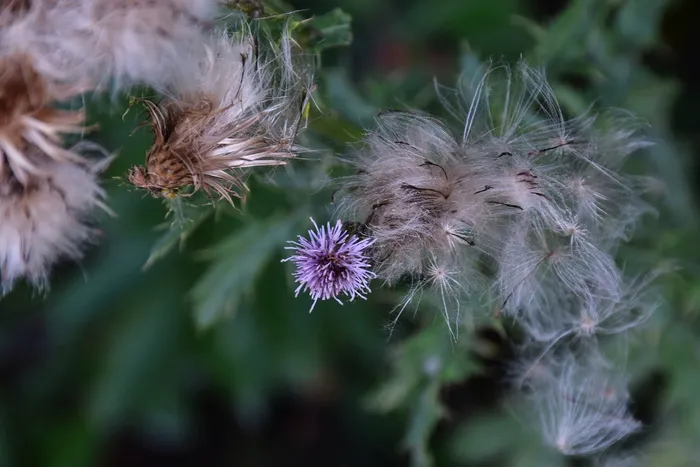 蓟，罂粟，花冠状，阿克蓟，植物，大蓟，野花，植物