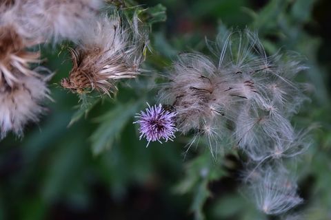 蓟，罂粟，花冠状，阿克蓟，植物，大蓟，野花，植物