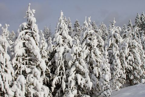 树木,覆盖,雪,景观,森林,森林,冬天,积雪 树木,覆盖,雪,景观,森林,森林,冬天,积雪