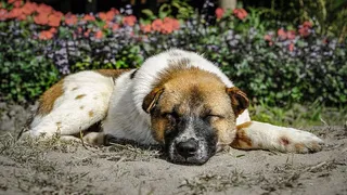 狗，宠物，哺乳动物，动物，狗，小狗，睡眠，植物