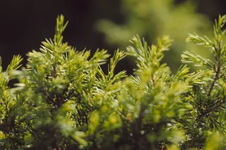 森林, 树, 散景, 松树, 绿色, 黄色, 宏观, 植物
