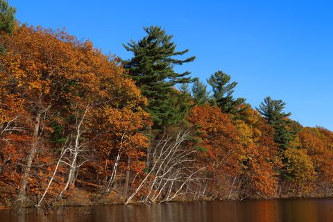 秋天，湖泊，桦树，自然，水，秋天，浪漫，大气