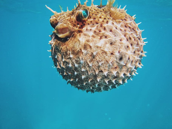 棕色，河豚鱼，水，海，海胆，蓝色，水下，一种动物