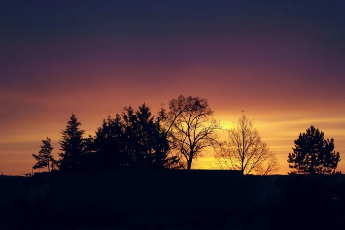黎明，太阳，阴影，灿烂，早晨，很快，树，树