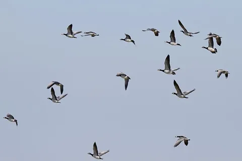 尼恩，鹅，威斯特海弗，尼恩鹅，北弗里斯兰，野生动物，野生动物，飞行