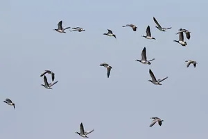 尼恩，鹅，威斯特海弗，尼恩鹅，北弗里斯兰，野生动物，野生动物，飞行