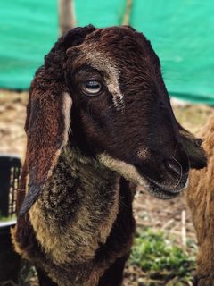 绵羊、野生、动物、宠物、羊毛、棕色、毛皮、眼睛