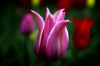 郁金香，季节，花，罗兰达塑料，公园，韩国，花，开花植物