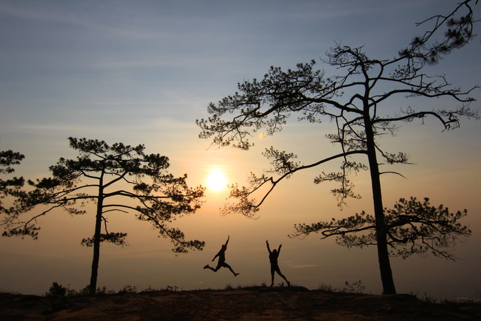 黎明、风景、自然、日落、树枝、乡村、乡村、黑暗