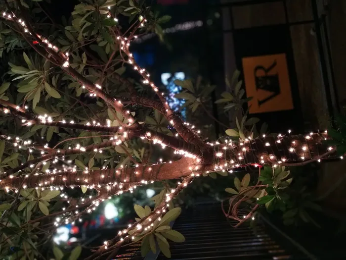 照明、植物、project eve、印度、金奈、树木、家居装饰、户外