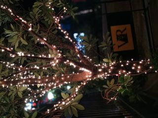 照明、植物、project eve、印度、金奈、树木、家居装饰、户外