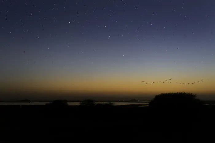 蓝天下飞鸟的剪影