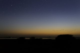 蓝天下飞鸟的剪影